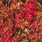 Scarlet autumnal background with wild grapes leaves. Purple, ruby fall leaves of a wild grapes on a fence