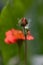 Scarlet avens Geum chiloense Mrs. Bradshaw, budding flower