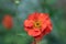 Scarlet avens Geum chiloense Mrs. Bradshaw inflorescence in close-up