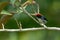 Scarlet-backed Flowerpecker