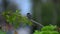 Scarlet-backed flowerpecker dicaeum cruentatum sitting on tree branch