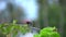 Scarlet-backed flowerpecker dicaeum cruentatum sitting on tree branch