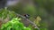 Scarlet-backed Flowerpecker Dicaeum cruentatum Sitting on Tree Branch