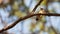 Scarlet-backed Woodpecker on branch