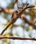 Scarlet-backed Woodpecker on tree