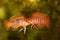Scarlet badis badis percoid aquarium fish Dario Dario