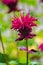 Scarlet Beebalm (Monarda didyma)