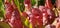Scarlet Belle Carnivorous Plants