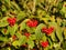 Scarlet berries of cotoneaster in the August sun