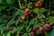 Scarlet berries, red pink raspberries on branches with green carved leaves in garden. Summer harvest. Close-up