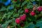 Scarlet berries, red pink ripe raspberries on branches with green carved leaves in garden. Summer harvest. Close-up