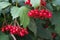 Scarlet berries viburnum on branches among foliage