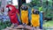 Scarlet and Blue and Gold Macaws perched on a branch 2