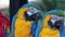 Scarlet and Blue and Gold Macaws perched on a branch 4
