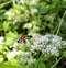 Scarlet-bodied Wasp Moth, Cosmosoma myrodora