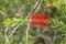 Scarlet Bottle brush (Callistemon) in red color blossoming in the garden