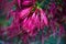 Scarlet bottle brush wild flower West Australia