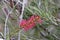 Scarlet bottlebrush