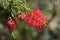 Scarlet bottlebrush