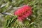 Scarlet bottlebrush