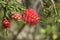 Scarlet bottlebrush