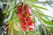 Scarlet Bottlebrush Showy Red Blooms