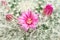 Scarlet buds blooming cactus background