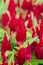 Scarlet Celosia