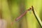 The Scarlet Ceriagrion tenellum