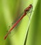 The Scarlet Ceriagrion tenellum