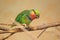 Scarlet-cheeked fig parrot