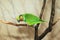 Scarlet-cheeked fig parrot