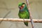 Scarlet-cheeked fig parrot