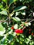 Scarlet cherry ripen on a tree