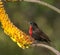 Scarlet Chested Sunbird