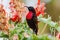 Scarlet-chested Sunbird in Ethiopia