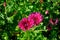 Scarlet chrysanthemums in the morning light.