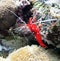 Scarlet Cleaner Shrimp 1