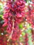 Scarlet Clock Vine - Thunbergia Coccinea - Hanging Flowers in Clusters