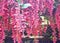 Scarlet Clock Vine - Thunbergia Coccinea - Hanging Flowers in Clusters