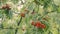 Scarlet clusters of a ripe mountain ash on branches in the rain