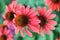 Scarlet color, daisy-like coneflowers or Echinacea