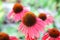 Scarlet color, daisy-like coneflowers or Echinacea