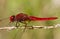 Scarlet Darter (Crocothemis erythraea)