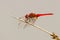 Scarlet Dragonfly, Crocothemis erythraea