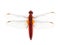 Scarlet Dragonfly (Crocothemis erythraea) isolated on white