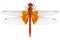 Scarlet Dragonfly species Crocothemis erythraea