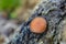 Scarlet elf cap growing on rotting wood