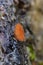 Scarlet elf cap growing on rotting wood