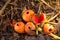 Scarlet Elf Cup Fungi